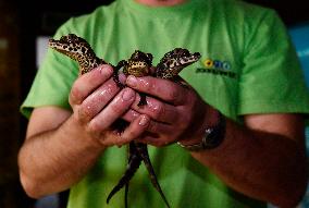 dwarf crocodile (Osteolaemus tetraspis), crocodiles, hatchling, hatchlings