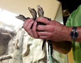 dwarf crocodile (Osteolaemus tetraspis), crocodiles, hatchling, hatchlings