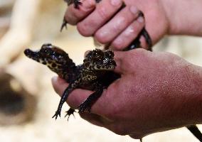 dwarf crocodile (Osteolaemus tetraspis), crocodiles, hatchling, hatchlings