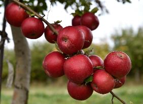 apple harvest, orchard, apples