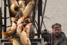 fishermen, fishing, fish, Rozmberk pond