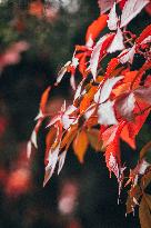 color leaves, Parthenocissus.