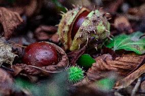 chestnut,fruits, fallen leaves