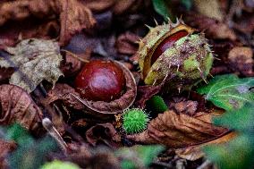 chestnut,fruits, fallen leaves