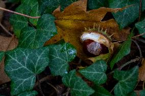 chestnut,fruits, fallen leaves, ivy