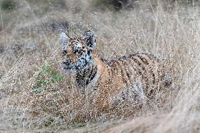 Siberian tiger (Panthera tigris altaica), young, cub