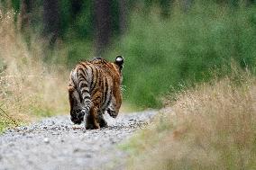 Siberian tiger (Panthera tigris altaica), young, cub