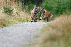 Siberian tiger (Panthera tigris altaica), young, cub