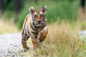 Siberian tiger (Panthera tigris altaica), young, cub