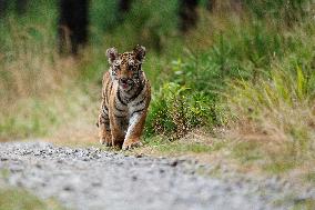 Siberian tiger (Panthera tigris altaica), young, cub