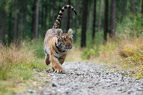 Siberian tiger (Panthera tigris altaica), young, cub