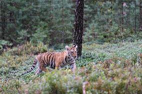 Siberian tiger (Panthera tigris altaica), young, cub