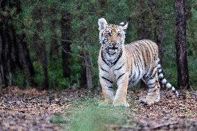 Siberian tiger (Panthera tigris altaica), young, cub