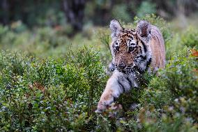 Siberian tiger (Panthera tigris altaica), young, cub