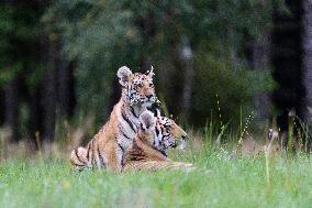 Siberian tiger (Panthera tigris altaica), young, cub