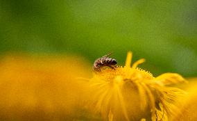 Western Honey Bee  (APIS MELLIFERA), pollen, flower.