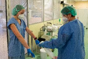 intensive care unit (ICU) for patients with COVID-19 disease, hospital, medical staff, protective clothing, suit, healthcare professionals, gloves, hands, disinfection