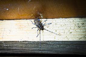 Pine Sawyer Beetle, Monochamus galloprovincialis, wood-destroying beetles