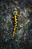 Fire Salamander, Salamandra salamandra, Podyji National Park, Thayatal