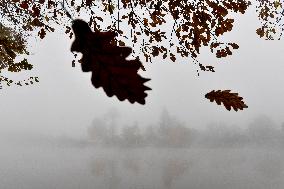 falling leaves, autumn, Elbe River, fog