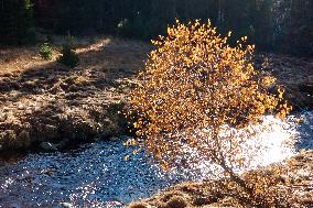 Sumava, trees, autumn colors, Roklansky Stream, Modrava