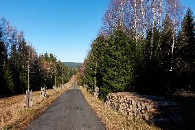 Sumava, trees, autumn colors, road to Polednik Mountain