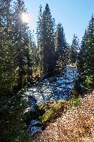 Sumava, trees, autumn colors, Roklansky stream, Modrava