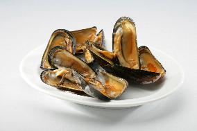 Mediterranean mussel (Mytilus galloprovincialis), mussels