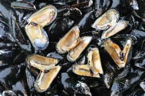 Mediterranean mussel (Mytilus galloprovincialis), mussels