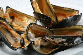 Mediterranean mussel (Mytilus galloprovincialis), mussels