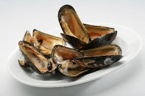 Mediterranean mussel (Mytilus galloprovincialis), mussels