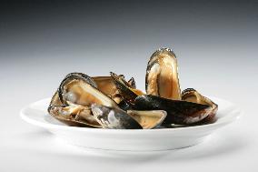 Mediterranean mussel (Mytilus galloprovincialis), mussels