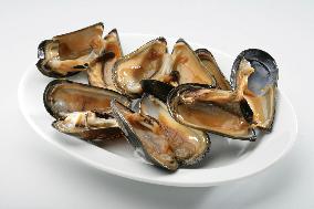 Mediterranean mussel (Mytilus galloprovincialis), mussels