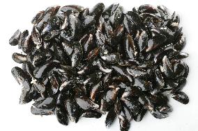 Mediterranean mussel (Mytilus galloprovincialis), mussels