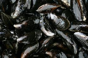 Mediterranean mussel (Mytilus galloprovincialis), mussels