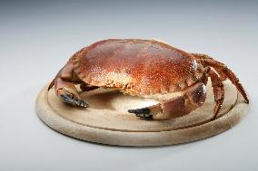 crab