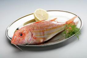 Mullus barbatus (red mullet), fish