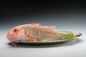 Mullus barbatus (red mullet), fish