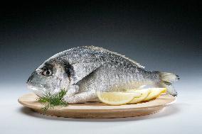 gilt-head (sea) bream, Orata, fish