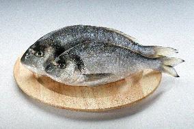 gilt-head (sea) bream, Orata, fish
