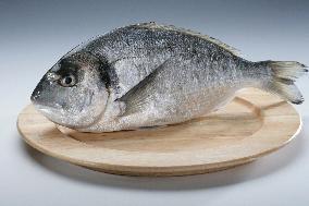 gilt-head (sea) bream, Orata, fish