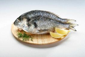 gilt-head (sea) bream, Orata, fish