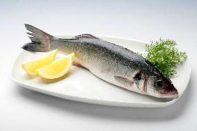 Atlantic cod, fish