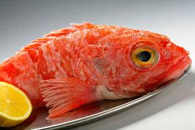 Rose fish