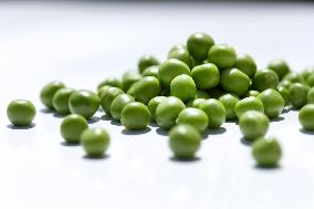 pea (Pisum sativum)