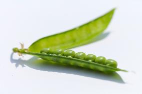 pea (Pisum sativum), pod