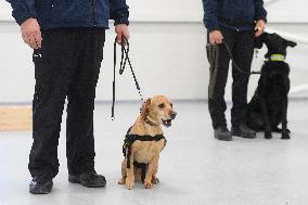 Dogs, dog, trained to detect COVID-19 infected