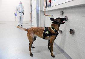 Dogs, dog, trained to detect COVID-19 infected