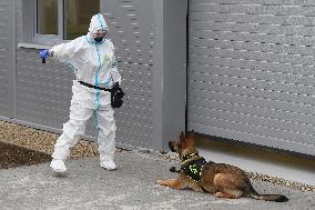 Dogs, dog, trained to detect COVID-19 infected