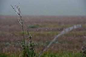 inverse weather, autumn, fog, field